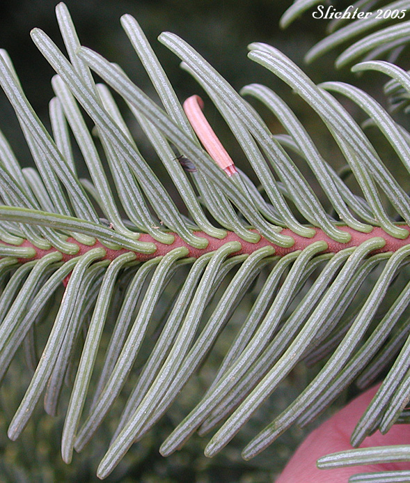 Lower needle surface of Noble Fir, Red Fir, White Fir: Abies procera (Synonym: Abies nobilis)