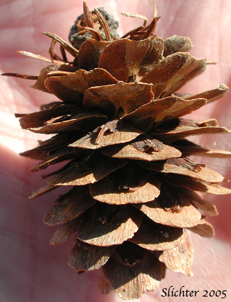 Cone of Alpine Larch, Hackmatack, Lyall's Larch, Montana Larch, Mountain Larch, Subalpine Larch, Tamarack, Western Larch: Larix occidentalis (Synonym: Larix lyallii)
