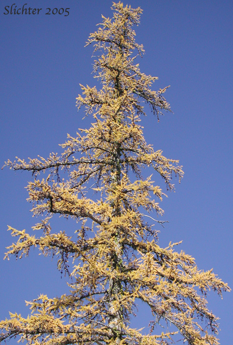 Fall foliage of Alpine Larch, Hackmatack, Lyall's Larch, Montana Larch, Mountain Larch, Subalpine Larch, Tamarack, Western Larch: Larix occidentalis (Synonym: Larix lyallii)
