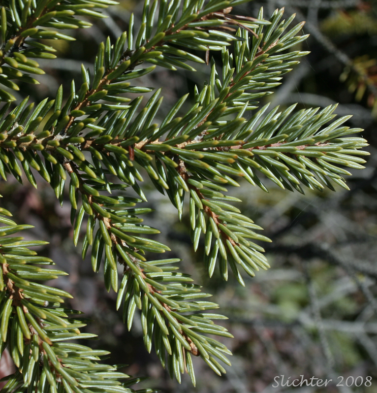 Needles of Engelmann Spruce: Picea engelmannii (Synonyms: Picea engelmannii var. engelmannii, Picea engelmannii ssp. engelmannii, Picea engelmannii var. glabra, Picea glauca ssp. engelmannii, Picea glauca var. engelmannii)