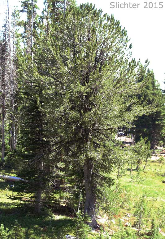Whitebark Pine: Pinus albicaulis