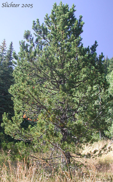 Lodgepole Pine: Pinus contorta var. latifolia (Synonyms: Pinus contorta ssp. latifolia, Pinus contorta var. murrayana, Pinus contorta ssp. murrayana, Pinus divaricata var. hendersonii, Pinus divaricata var. latifolia)