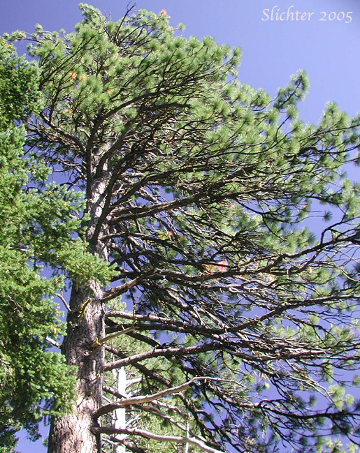 Blackjack Pine, Bull Pine, Ponderosa Pine, Western Yellow Pine: Pinus ponderosa var. ponderosa (Synonyms: Pinus beardsleyi, Pinus benthamiana, Pinus brachyptera, Pinus ponderosa var. scopulorum, Pinus washoensis)