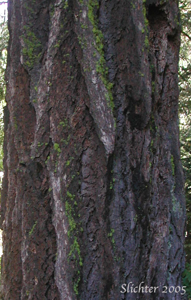 Bark of Coast Douglas Fir, Douglas Fir: Pseudotsuga menziesii var. menziesii (Synonyms: Abies mucronata, Abies taxifolia, Pseudotsuga douglasii, Pseudotsuga mucronata, Pseudotsuga taxifolia)
