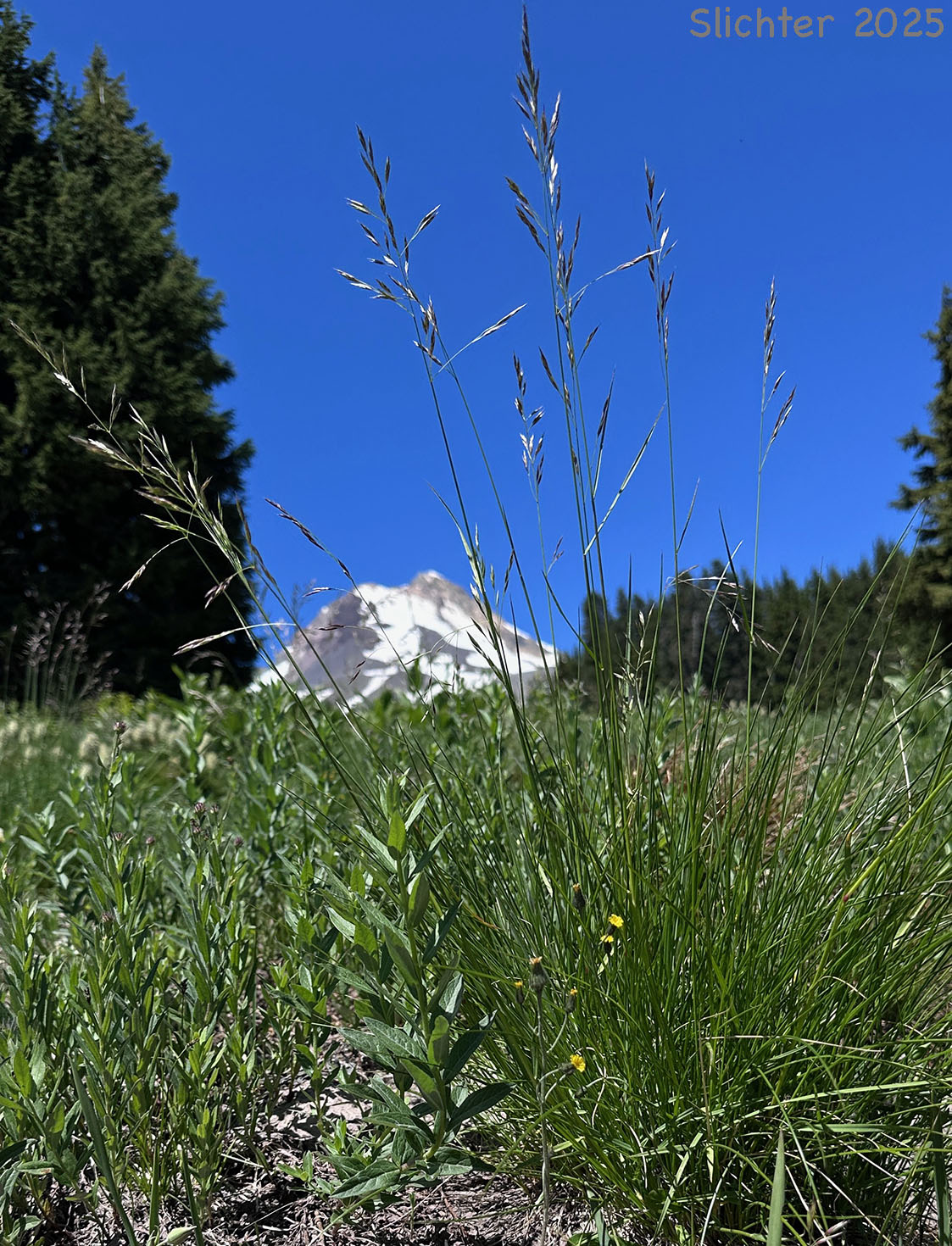 Green Fescue, Green-leaf Fescue, Mountain Bunchgrass: Festuca viridula (Synonym: Festuca howellii)