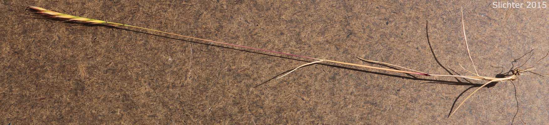 Barren Fescue, Brome Fescue, Brome Six-weeks Grass: Vulpia bromoides (Synonyms: Bromus dertonensis, Festuca bromoides, Festuca dertnoensis, Vulpia dertonensis) 