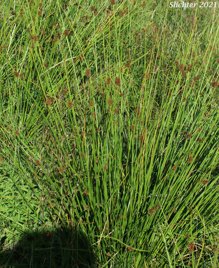 Pasture Rush, Soft Rush: Juncus effusus ssp. effusus (Synonyms: Juncus effusus var. compactus, Juncus effusus var. effusus, Juncus effusus var. subglomeratus)