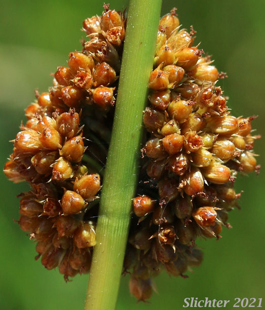 Pasture Rush, Soft Rush: Juncus effusus ssp. effusus (Synonyms: Juncus effusus var. compactus, Juncus effusus var. effusus, Juncus effusus var. subglomeratus)