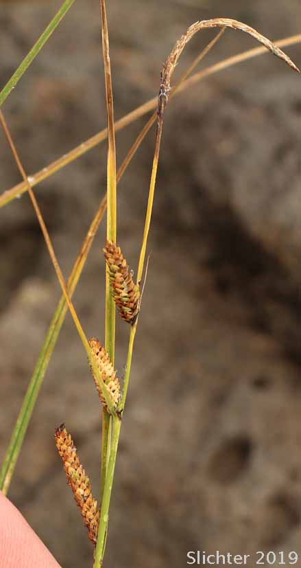 Water Sedge: Carex aquatilis var. aquatilis (Synonyms: Carex acutinella, Carex aquatilis ssp. altior, Carex aquatilis var. altior, Carex aquatilis var. substricta, Carex interimus, Carex pachystoma, Carex substricta, Carex suksdorfii, Carex variabilis)