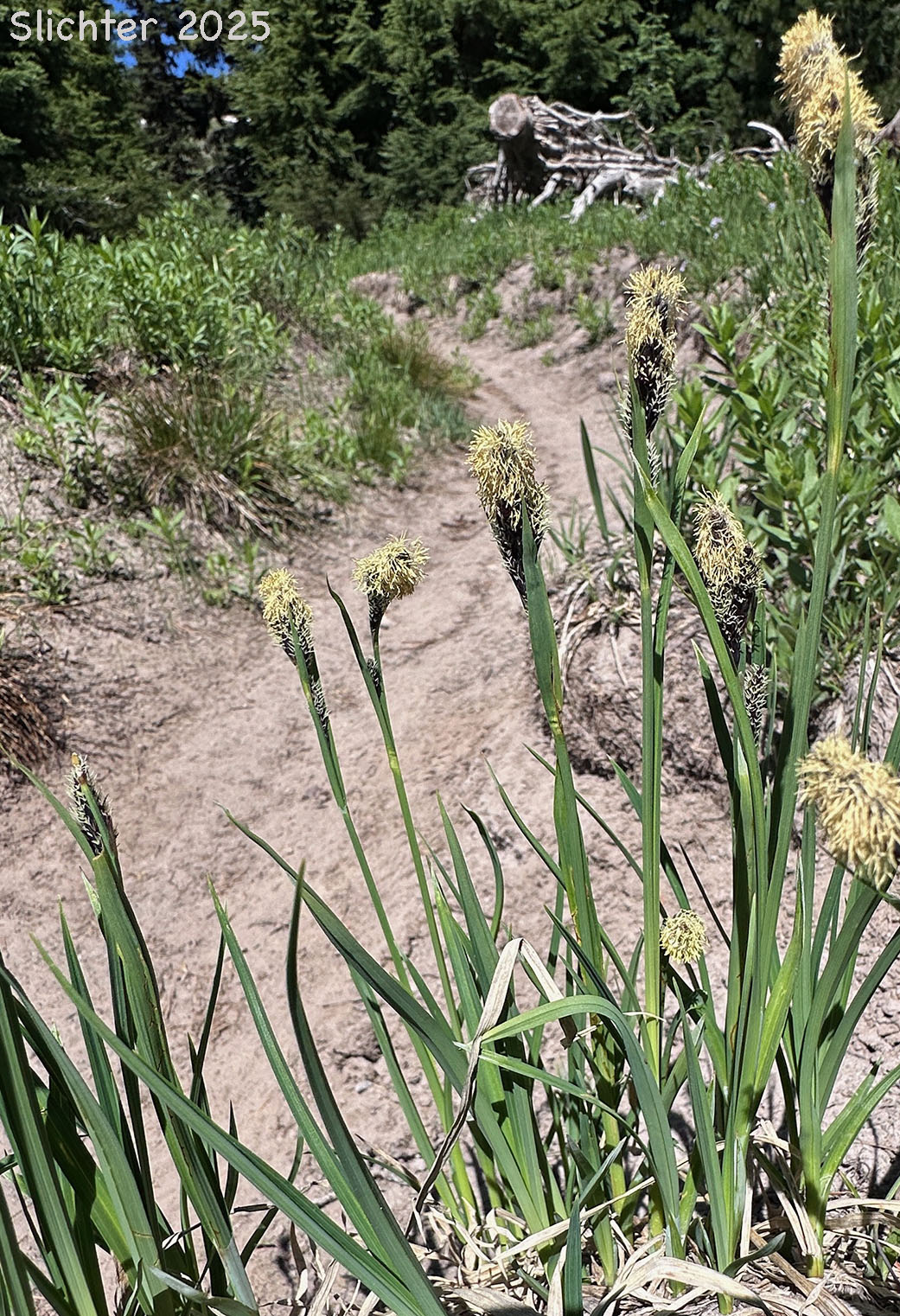 Showy Sedge: Carex spectabilis (Synonyms: Carex invisa, Carex nigella, Carex spectabilis var. superba, Carex tolmiei, Carex tolmiei var. invisa)