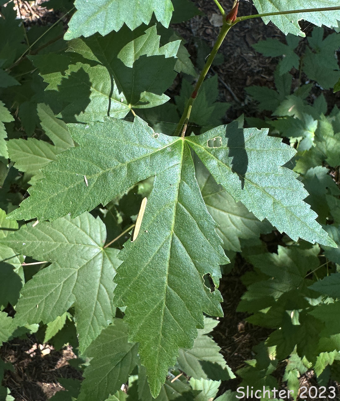 Leaf of Mountain Maple, Rocky Mountain Maple: Acer glabrum var. glabrum