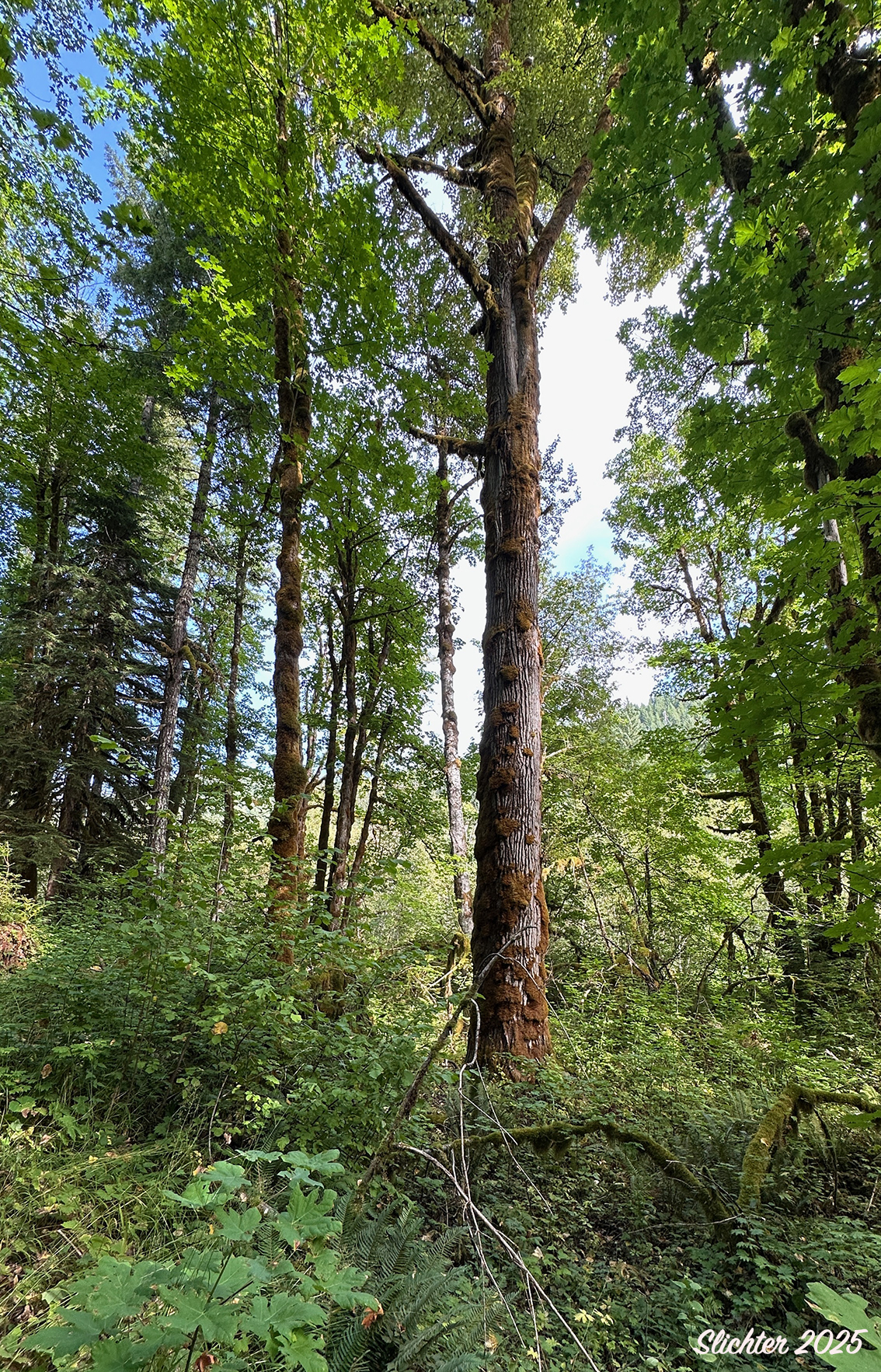 Mature Bigleaf Maple, Big-leaf Maple: Acer macrophyllum