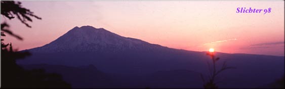Mt Adams viewed from Lemhi Peak in the Indian Heaven Wilderness......mid 1970s. 