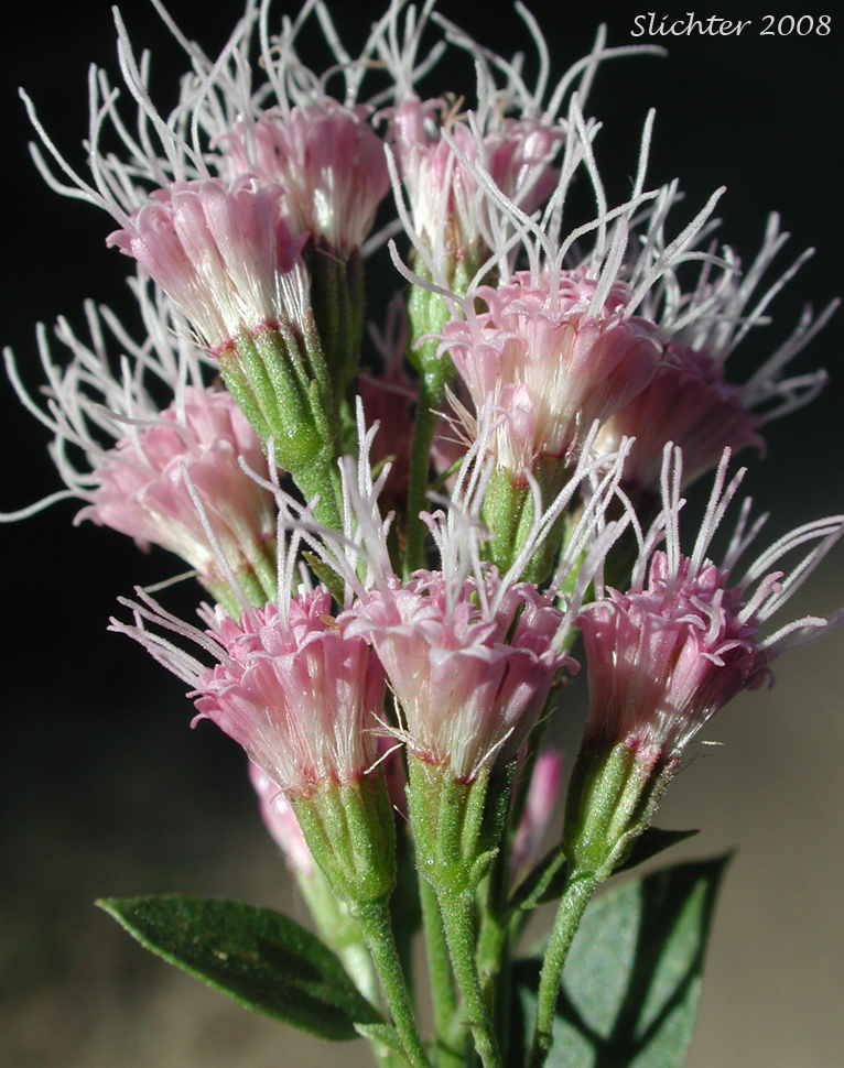 Flower heads of Western Boneset, Western Eupatorium, Western Snakeroot: Ageratina occidentalis (Synonym: Eupatorium occidentale)