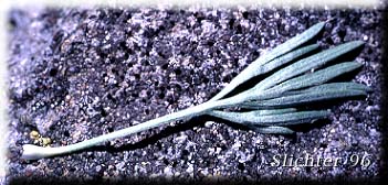 Leaf of Forked Mugwort, Three-forked Artemisia: Artemisia furcata (Synonyms: Artemisia furcata var. furcata, Artemisia furcata var. heterophylla, Artemisia trifurcata)