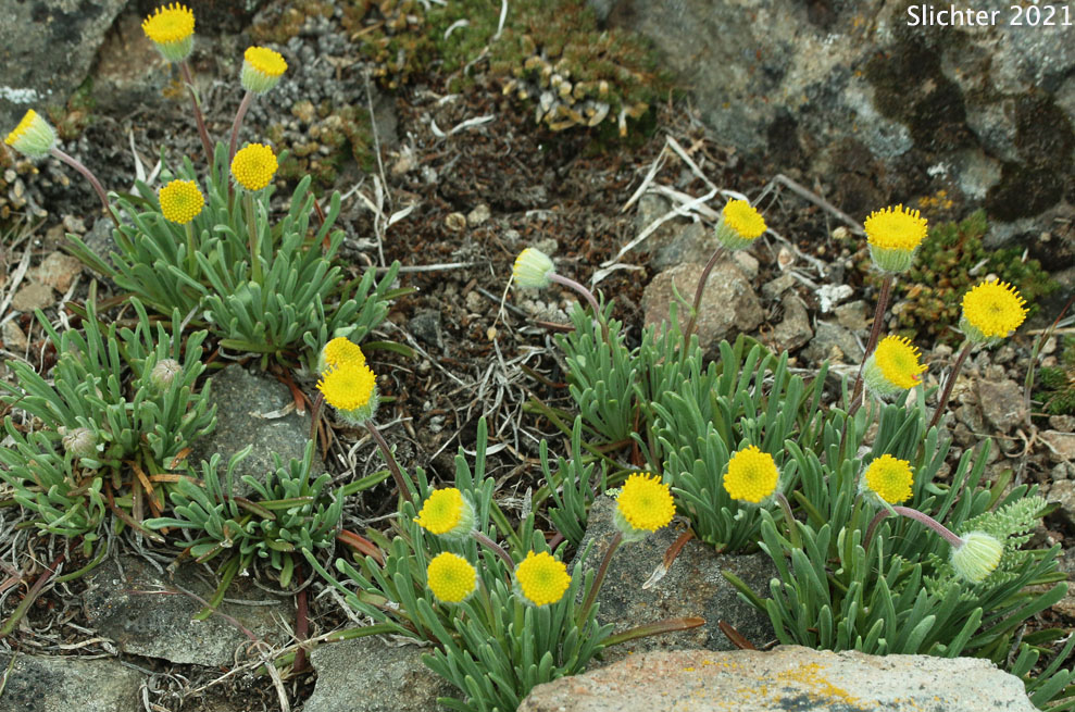 Scabland Fleabane, Bloomer's Daisy: Erigeron bloomeri var. bloomeri