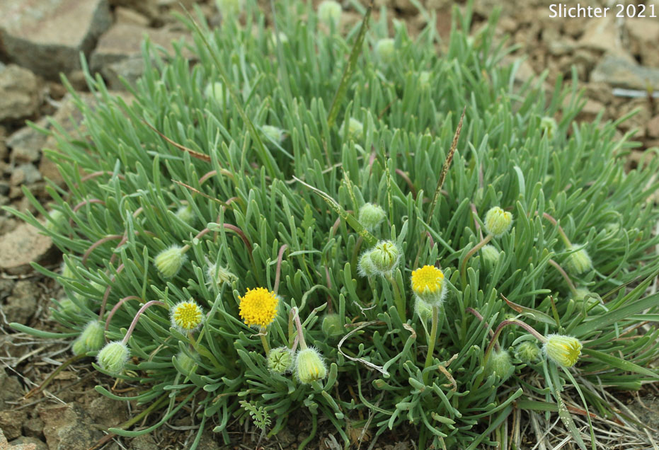 Scabland Fleabane, Bloomer's Daisy: Erigeron bloomeri var. bloomeri