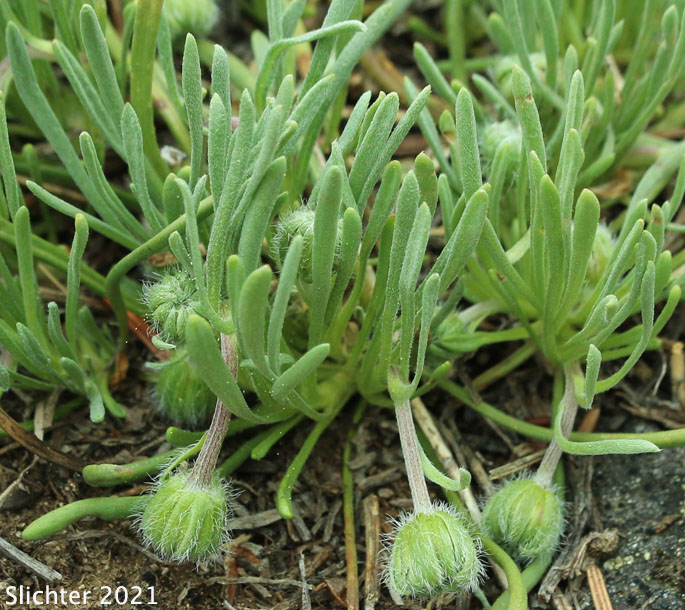Scabland Fleabane, Bloomer's Daisy: Erigeron bloomeri var. bloomeri