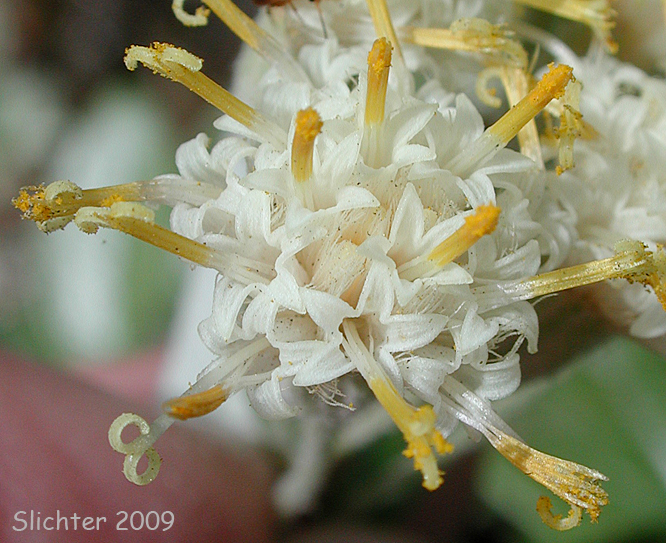 Flower head of silverback luina: Luina hypoleuca