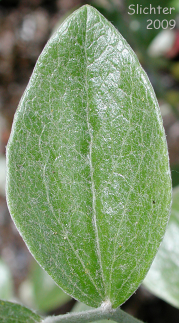 Upper leaf surface of silverback luina: Luina hypoleuca