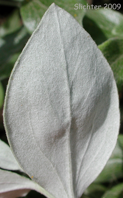 Lower leaf surface of silverback luina: Luina hypoleuca