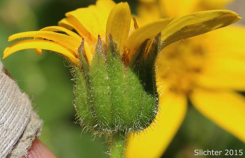 Involucral bracts of Clasping Arnica, Columbia Gorge Arnica, Streambank Arnica, Streambank Leopardbane: Arnica lanceolata ssp. prima (Synonyms: Arnica amplexicaulis, Arnica amplexicaulis ssp. amplexicaulis, Arnica amplexicaulis ssp. genuina, Arnica amplexicaulis ssp. prima, Arnica amplexicaulis var. amplexicaulis, Arnica amplexicaulis var. piperi, Arnica amplexicaulis var. prima, Arnica amplexifolia ssp. prima, Arnica lanceolata, Arnica lanceolata ssp. prima, Arnica mollis var. aspera)