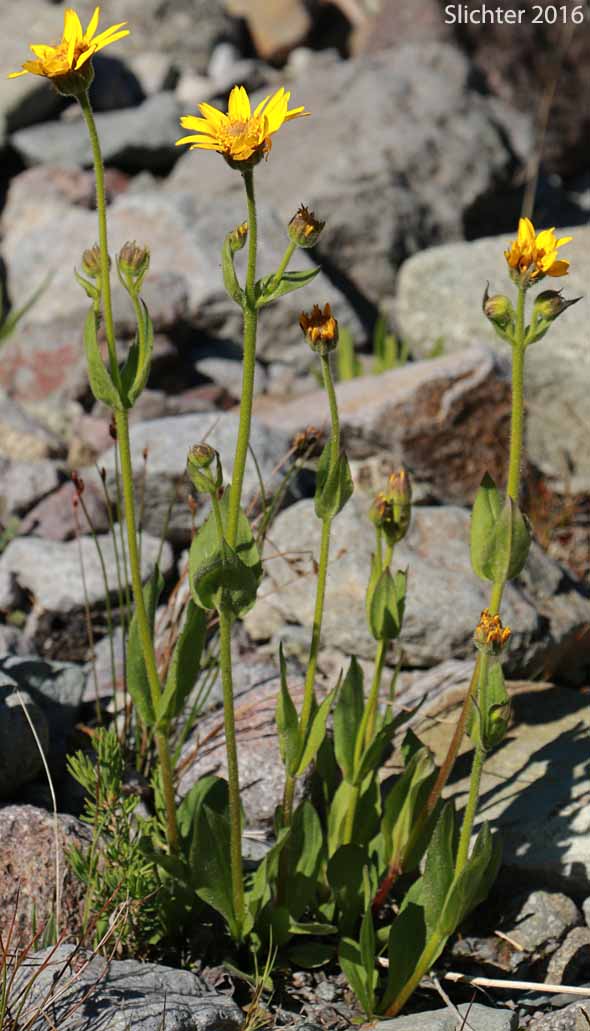 Hairy Arnica, Cordilleran Arnica, Cordilleran Leopardbane: Arnica mollis