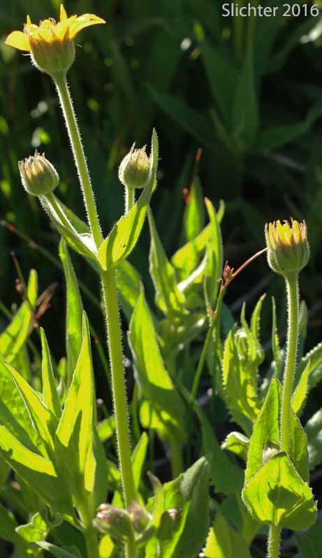 Inflorescence of Hairy Arnica, Cordilleran Arnica, Cordilleran Leopardbane: Arnica mollis