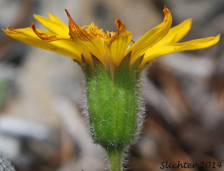 Involucre of Sierra Arnica, Nevada Arnica, Sierran Leopardbane: Arnica nevadensis (Synonym: Arnica tomentella)