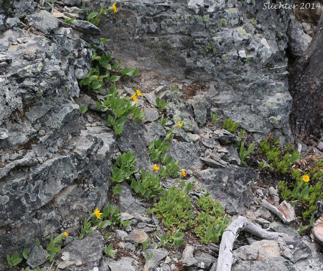 Habitat of Sierra Arnica, Nevada Arnica, Sierran Leopardbane: Arnica nevadensis (Synonym: Arnica tomentella)