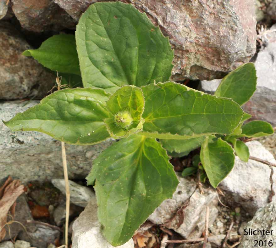 Sticky Arnica, Sticky-leaf Arnica: Arnica ovata (Synonym: Arnica diversifolia)
