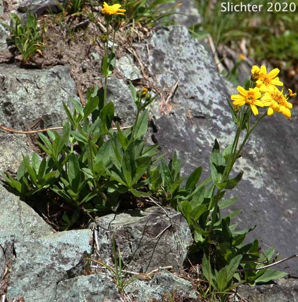 Rydberg's Arnica, Subalpine Arnica, Subalpine Leopardbane: Arnica rydbergii (Synonyms: Arnica aurantiaca, Arnica cascadensis)