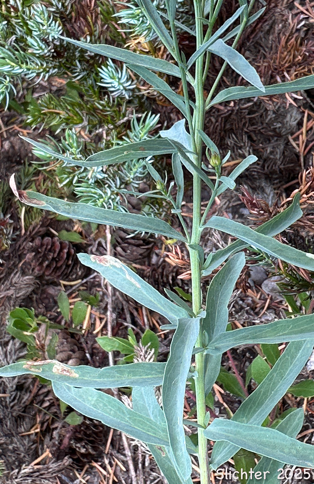 Klickitat Aster: Eucephalus glaucescens (Synonyms: Aster engelmannii var. glaucescens, Aster glaucescens)