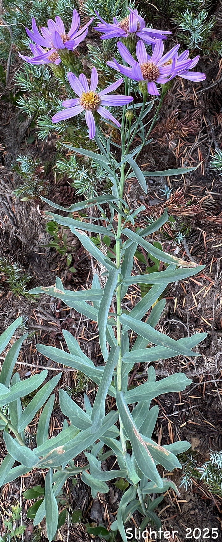 Klickitat Aster: Eucephalus glaucescens (Synonyms: Aster engelmannii var. glaucescens, Aster glaucescens)