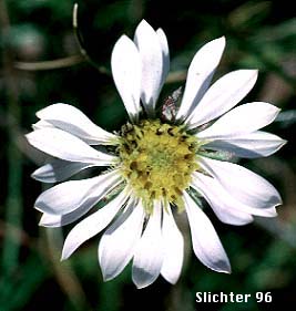 Flower head of Alpine Aster, Tundra Aster: Oreostemma alpigenum var. alpigenum (Synonyms: Aster alpigenus, Aster alpigenus ssp. alpigenus, Aster alpigenus var. alpigenus, Haplopappus alpigenus)
