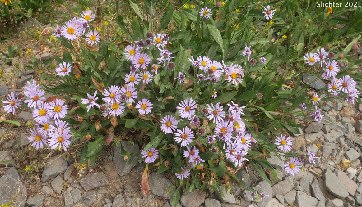 Leafy Aster, Leafybract Aster, Parry's Aster: Symphyotrichum foliaceum var. parryi (Synonyms: Aster ascendens var. parryi, Aster diabolicus, Aster foliaceus var. canbyi, Aster foliaceus var. frondeus, Aster foliaceus var. parryi, Aster foliaceus var. subpetiolatus, Aster frondeus)