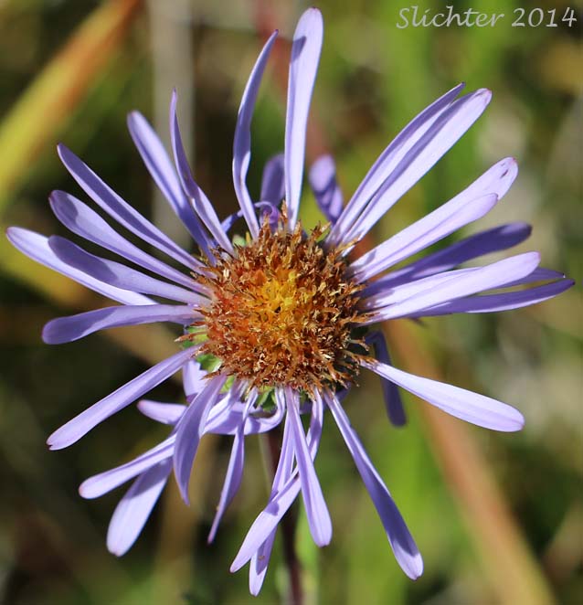 Flower head of Leafy Aster, Leafybract Aster, Parry's Aster: Symphyotrichum foliaceum var. parryi (Synonyms: Aster ascendens var. parryi, Aster diabolicus, Aster foliaceus var. canbyi, Aster foliaceus var. frondeus, Aster foliaceus var. parryi, Aster foliaceus var. subpetiolatus, Aster frondeus)