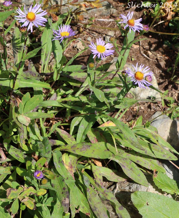 Leafy Aster, Leafybract Aster, Parry's Aster: Symphyotrichum foliaceum var. parryi (Synonyms: Aster ascendens var. parryi, Aster diabolicus, Aster foliaceus var. canbyi, Aster foliaceus var. frondeus, Aster foliaceus var. parryi, Aster foliaceus var. subpetiolatus, Aster frondeus)