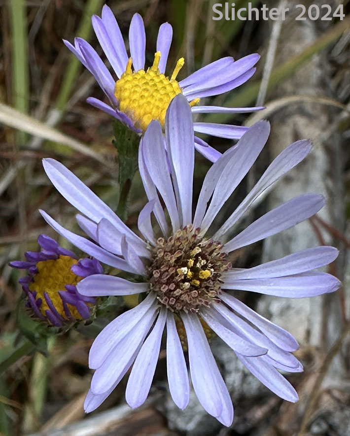 Western Aster, Western Mountain Aster: Symphyotrichum spathulatum var. spathulatum (Synonyms: Aster ascendens var. fremontii, Aster delectabilis, Aster fremontii, Aster fremontii var. parishii, Aster occidentalis, Aster occidentalis var. delectabilis, Aster occidentalis var. fremontii, Aster occidentalis var. occidentalis, Aster occidentalis var. parishii, Aster spathulatus, Aster spathulatus var. spathulatus, Symphyotrichum spathulatum var. fremontii, Tripolium occidentale)