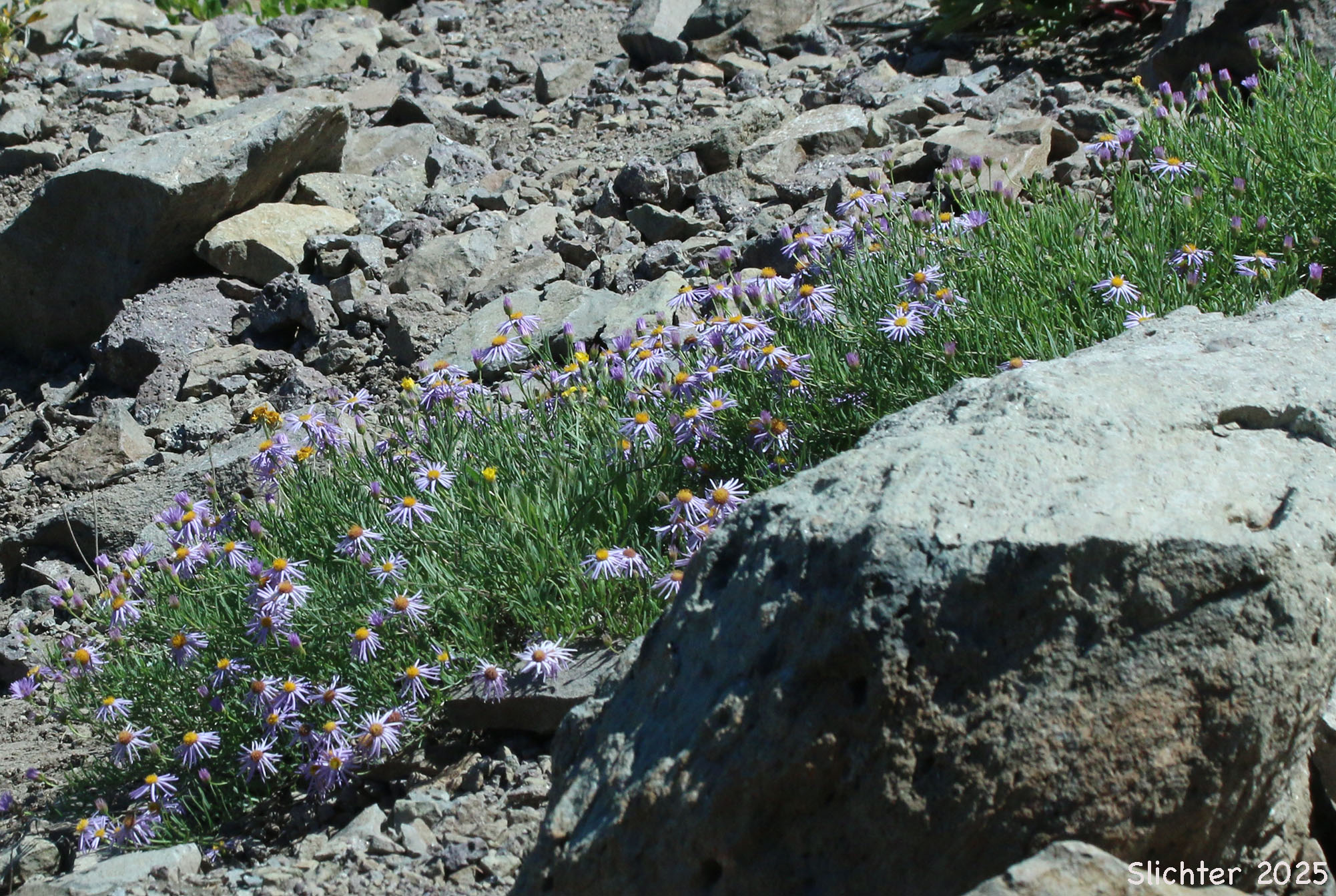 Leafy Fleabane: Erigeron foliosus var. confinis (Synonym: Erigeron foliosus var. hartwegii)