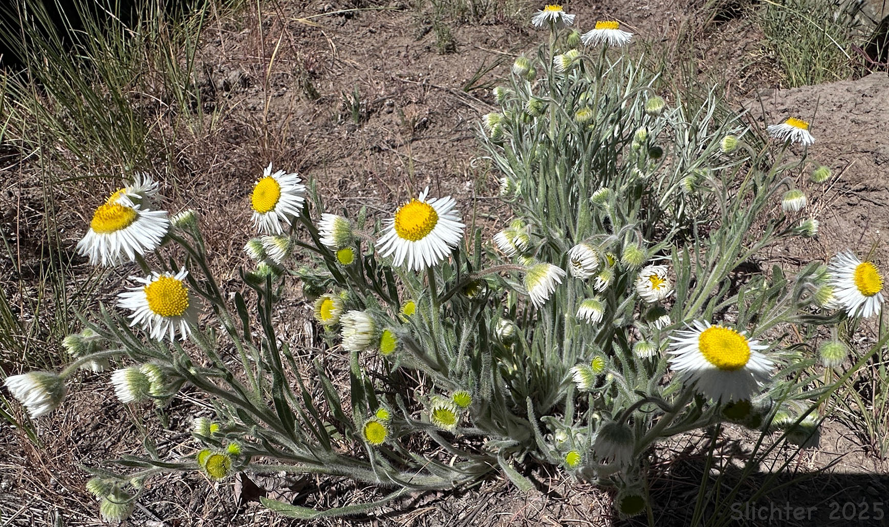 Shaggy Fleabane: Erigeron pumilus var. intermedius (Synonyms: Erigeron pumilus var. euintermedius, Erigeron pumilus var. gracilior, Erigeron pumilus ssp. intermedius)