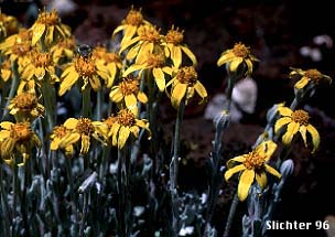 Oregon Sunshine: Eriophyllum lanatum