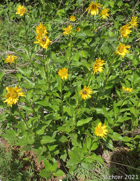 Douglas' Sunflower, Little Sunflower, False Sunflower, Oneflower Helianthella, Douglas' Helianthella: Helianthella uniflora var. douglasii