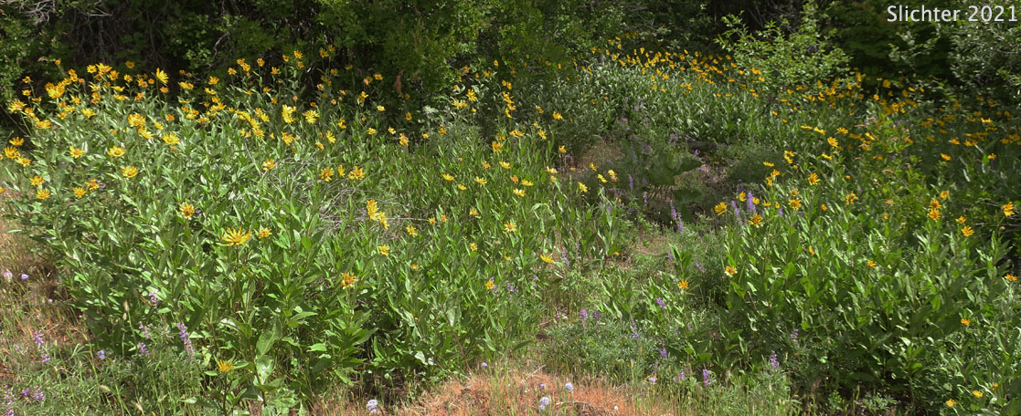 Habitat of Douglas' Sunflower, Little Sunflower, False Sunflower, Oneflower Helianthella, Douglas' Helianthella: Helianthella uniflora var. douglasii