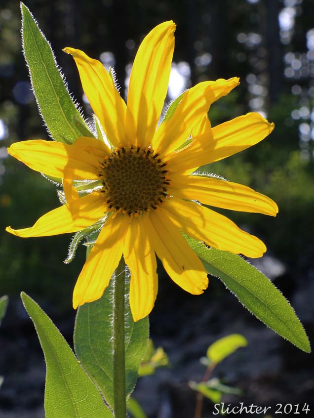 Douglas' Sunflower, Little Sunflower, False Sunflower, Oneflower Helianthella, Douglas' Helianthella: Helianthella uniflora var. douglasii