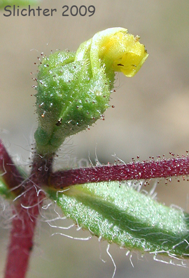 Least Tarweed, Smallhead Tarweed, Small-head Tarweed: Hemizonella minima (Synonyms: Hemizonia minima, Madia minima)