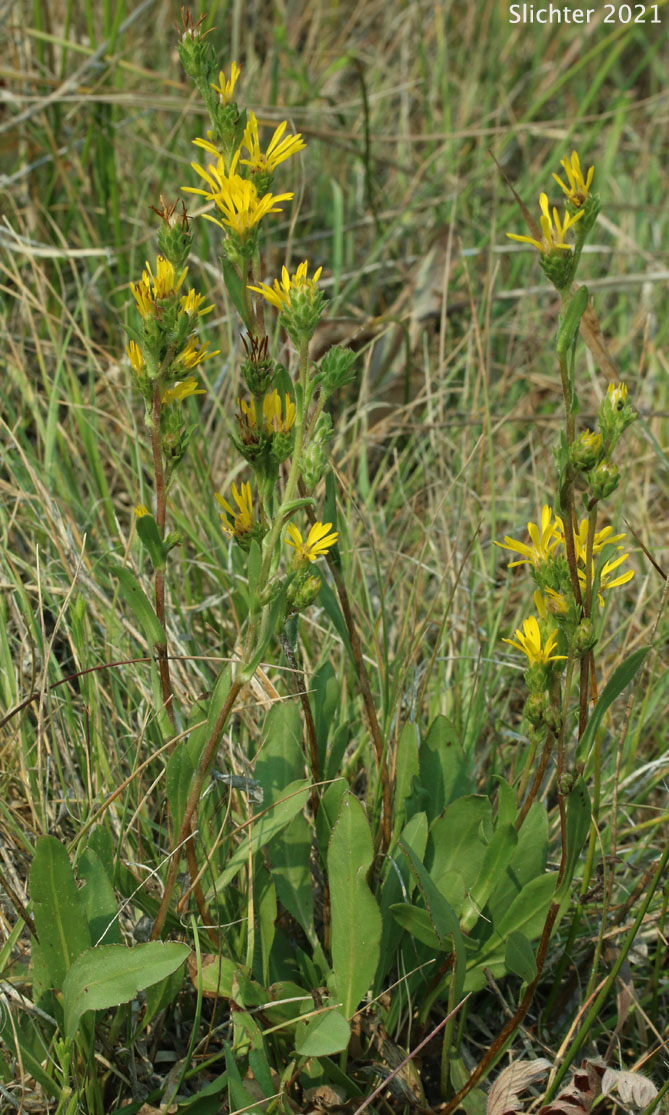 Clustered Goldenweed, Racemed Goldenweed, Racemose Goldenweed: Pyrrocoma racemosa var. racemosa (Synonyms: Haplopappus racemosus ssp. racemosus, Haplopappus racemosus var. racemosus)