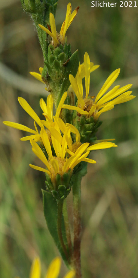 Clustered Goldenweed, Racemed Goldenweed, Racemose Goldenweed: Pyrrocoma racemosa var. racemosa (Synonyms: Haplopappus racemosus ssp. racemosus, Haplopappus racemosus var. racemosus)