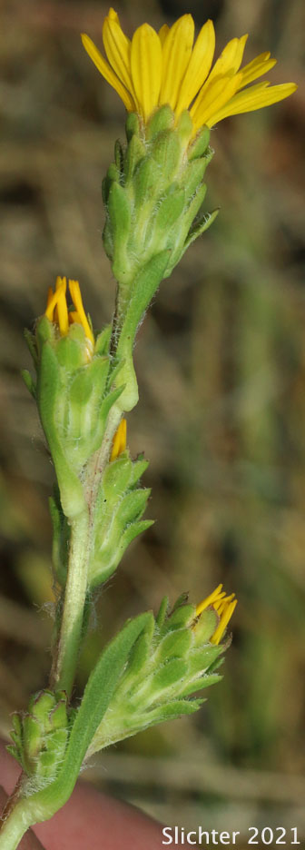 Clustered Goldenweed, Racemed Goldenweed, Racemose Goldenweed: Pyrrocoma racemosa var. racemosa (Synonyms: Haplopappus racemosus ssp. racemosus, Haplopappus racemosus var. racemosus)
