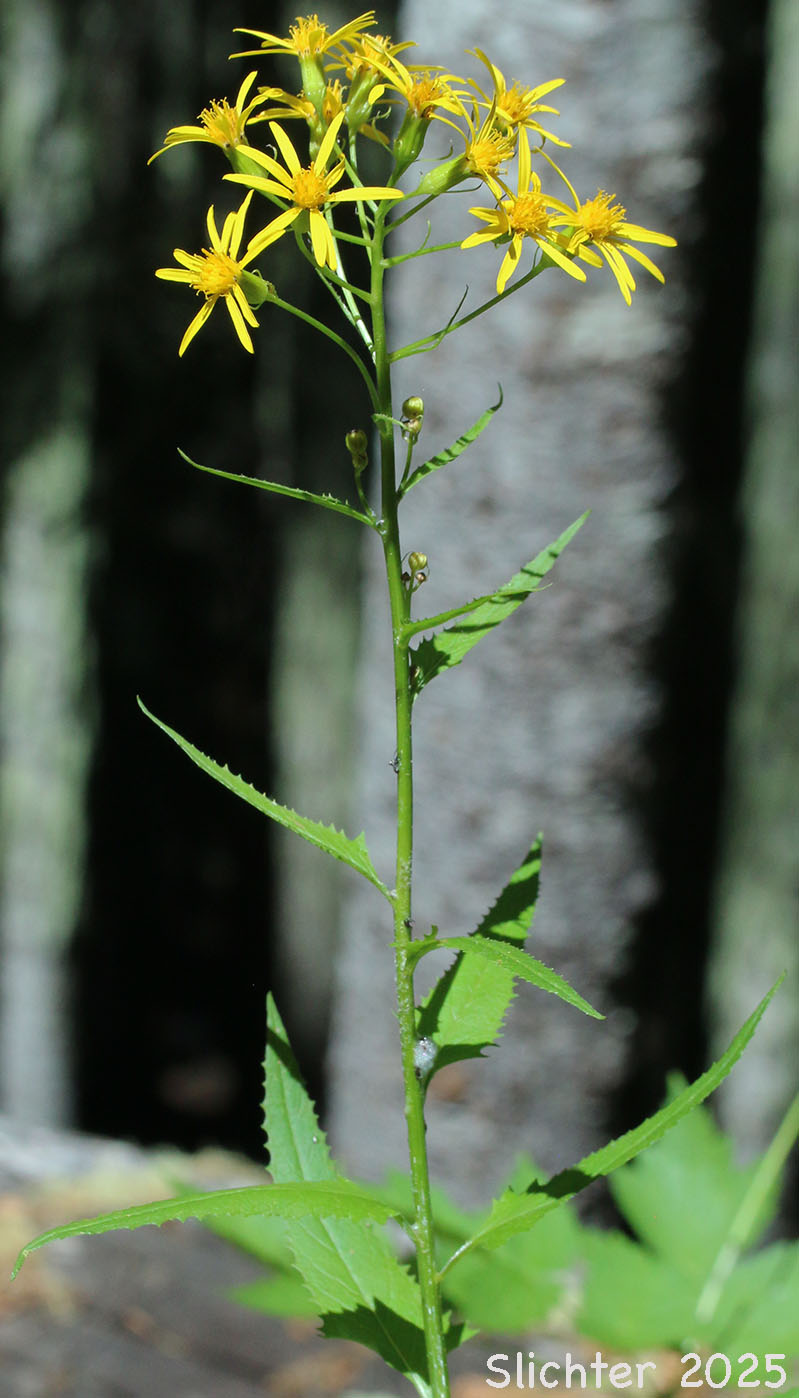 Arrowleaf Butterweed, Arrowleaf Groundsel, Arrowleaf Ragwort: Senecio triangularis var. triangularis (Synonyms: Senecio triangularis, Senecio triangularis var. angustifolius)